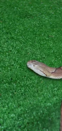 Get ready to upgrade your phone's wallpaper with a captivating live snake portrait on a lush green field carpet