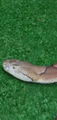 This phone live wallpaper features a breathtakingly detailed close up of a snake, slithering on a lush green surface