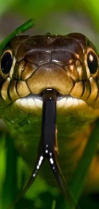This live phone wallpaper showcases a stunning macro photograph of a snake in the grass