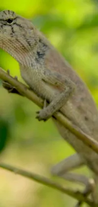 This live phone wallpaper features a captivating scene of a lizard resting on a tree branch