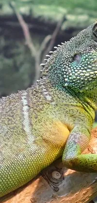 Reptile Iguania Lizard Live Wallpaper