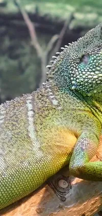 Reptile Iguania Organism Live Wallpaper