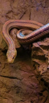 This live wallpaper features a stunning close-up of a snake on a rock in a zoo exhibit