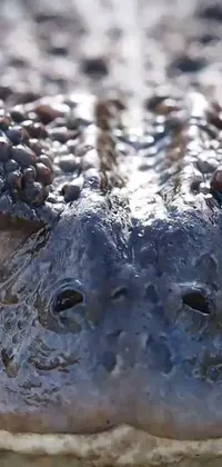Reptile Jaw Crocodile Live Wallpaper