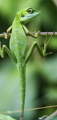 Enjoy a stunning and vivid 4k phone live wallpaper featuring a playful green lizard sitting on a tree branch adorned with vines