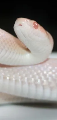 This live phone wallpaper showcases a beautiful white snake sitting on a white plate