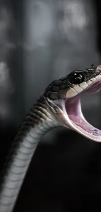 This stunning live wallpaper features a close-up photograph of a silver cobra snake with its mouth wide open, revealing its venomous fangs and textured scales