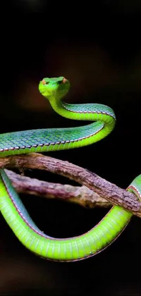 This green snake phone live wallpaper is a stunning digital render of a cobra perched on a branch