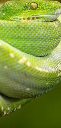 This phone live wallpaper features a realistic macro photograph of a green snake on a branch