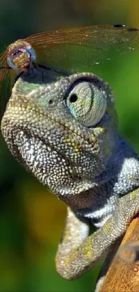 Reptile Nature Iguania Live Wallpaper