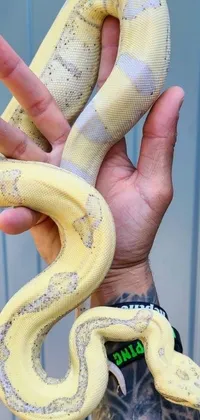 This stunning live wallpaper features a yellow snake resting calmly in two male hands