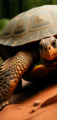 Reptile Organism Gopher Tortoise Live Wallpaper