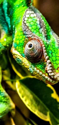 Get an incredibly realistic chameleon live wallpaper for your phone from Pexels