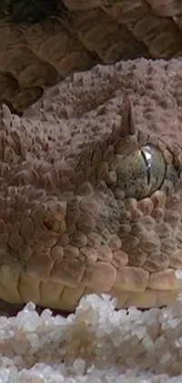 Reptile Rock Art Live Wallpaper