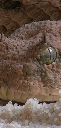 This phone live wallpaper features a stunning close-up of a scaly texture that resembles a dragon's scales