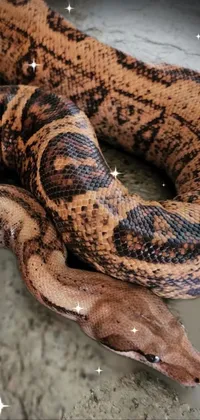 Reptile Snake Organism Live Wallpaper