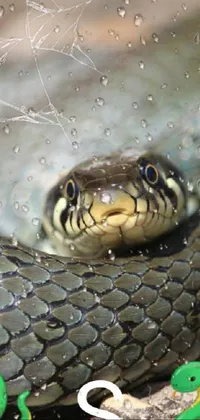 This phone live wallpaper is a mesmerizing illustration of a snake lying down on the ground
