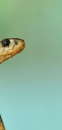 Reptile Snake Scaled Reptile Live Wallpaper
