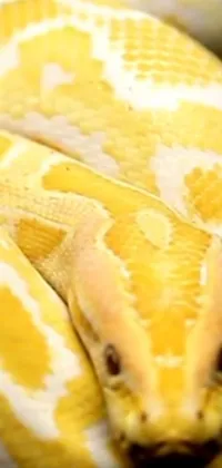 Reptile Snake Yellow Live Wallpaper