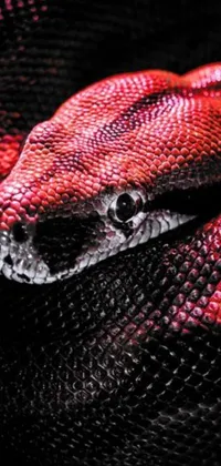 Looking for a striking phone live wallpaper? Check out this bold and vibrant design featuring a photorealistic depiction of a red snake