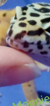 This phone live wallpaper showcases a close-up of a cute, small lizard