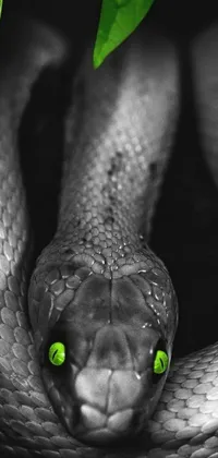 This live phone wallpaper showcases a striking black and white photograph of a cobra with green eyes by Adam Marczyński