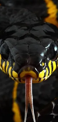 Looking for a striking and realistic live wallpaper for your phone? Look no further than this yellow and black cobra design! This close-up photograph showcases the serpent's sharp fangs and intricate scales in stunning detail