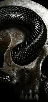 Reptile Terrestrial Animal Close-up Live Wallpaper