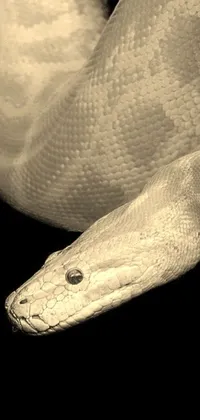 This phone live wallpaper features a captivating black and white portrait of a mystic albino snake rendered in 3D against a dark background