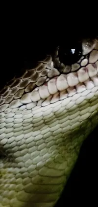 This phone live wallpaper depicts a striking close-up of a snake with its mouth open, captured in high-contrast