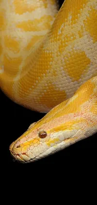This phone live wallpaper captivates with a stunning image of a light-colored snake, believed to be 16 years old