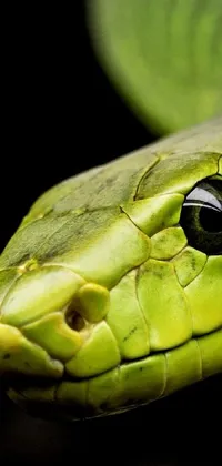 Reptile Terrestrial Animal Wildlife Live Wallpaper