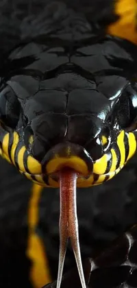 Experience the mesmerizing beauty of a black and yellow snake with this stunning live wallpaper