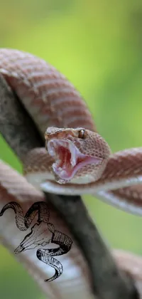 Reptile Terrestrial Plant Snake Live Wallpaper