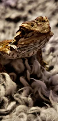 Add a touch of elegance to your phone with this stunning live wallpaper featuring a colorful lizard perched atop a fluffy pile of wool