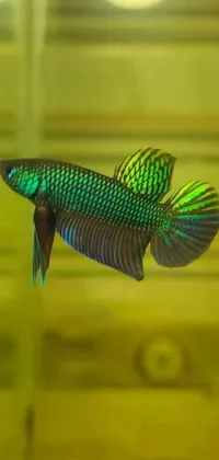 Get mesmerized by the stunning black and green fish with iridescent wings in this live wallpaper
