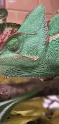 Reptile Vertebrate Iguania Live Wallpaper