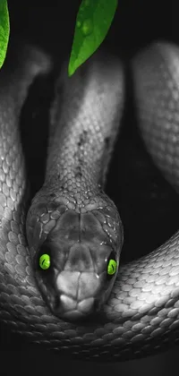 Stun your phone's display with this black and white snake live wallpaper