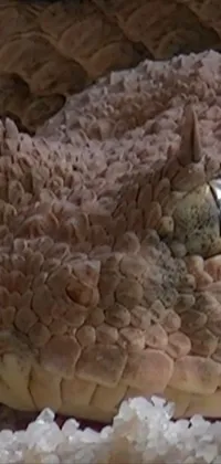If you're a fan of nature and reptiles, you'll love this live phone wallpaper depicting a close-up image of a snake's head