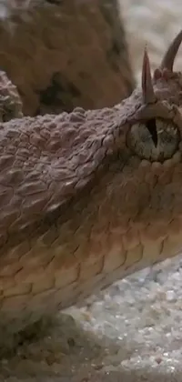 This live phone wallpaper features a detailed close-up of a snake's head on the ground