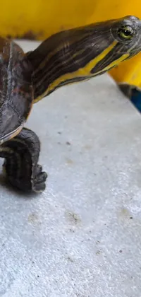 This live phone wallpaper features a beautiful turtle sitting on the ground