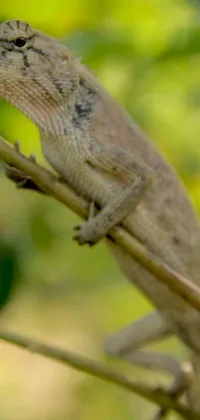 This live wallpaper features an image of a lizard sitting on a tree branch, attributed to hurufiyya art styles