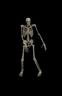 Rib Bow Bone Live Wallpaper