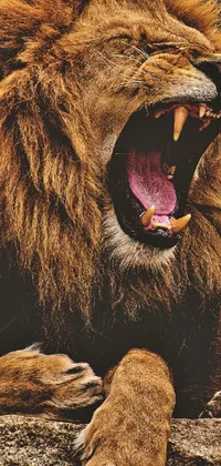 Roar Brown Bear Lion Live Wallpaper