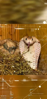 Roar Felidae Jaw Live Wallpaper