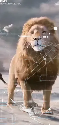 Roar Felidae Masai Lion Live Wallpaper