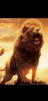 This stunning phone live wallpaper features a powerful lion standing on a grass-covered field, roaring loudly with its mouth open wide