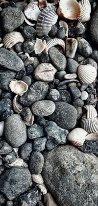 This live wallpaper for your phone showcases an alluring vision of seashells and rocks Inspired by the textures and patterns found at ancient Pompeii