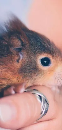 Rodent Gesture Whiskers Live Wallpaper