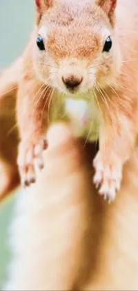 Rodent Gesture Whiskers Live Wallpaper